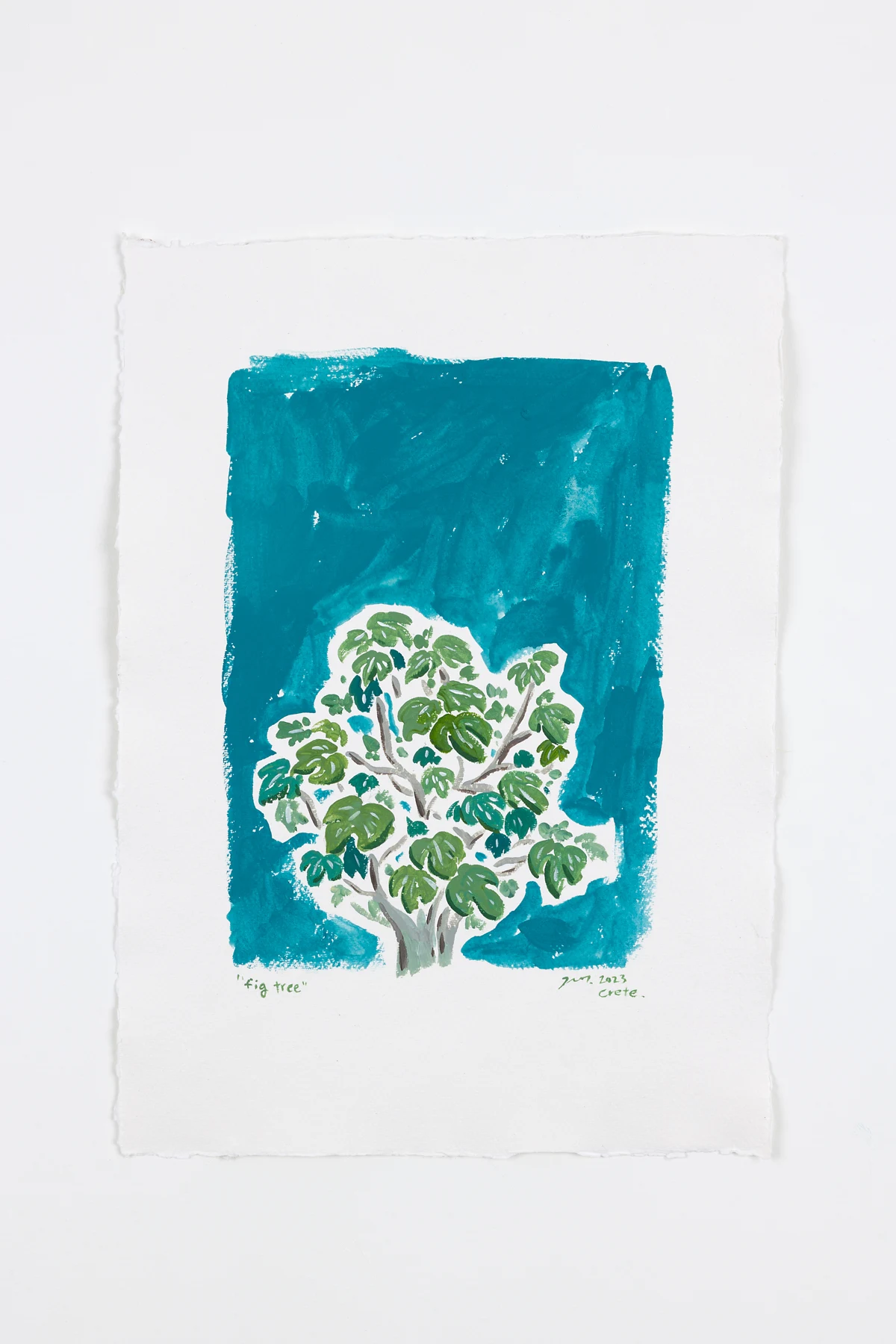 Fig tree