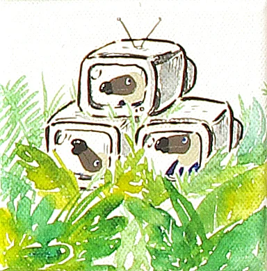 Dodo Tv