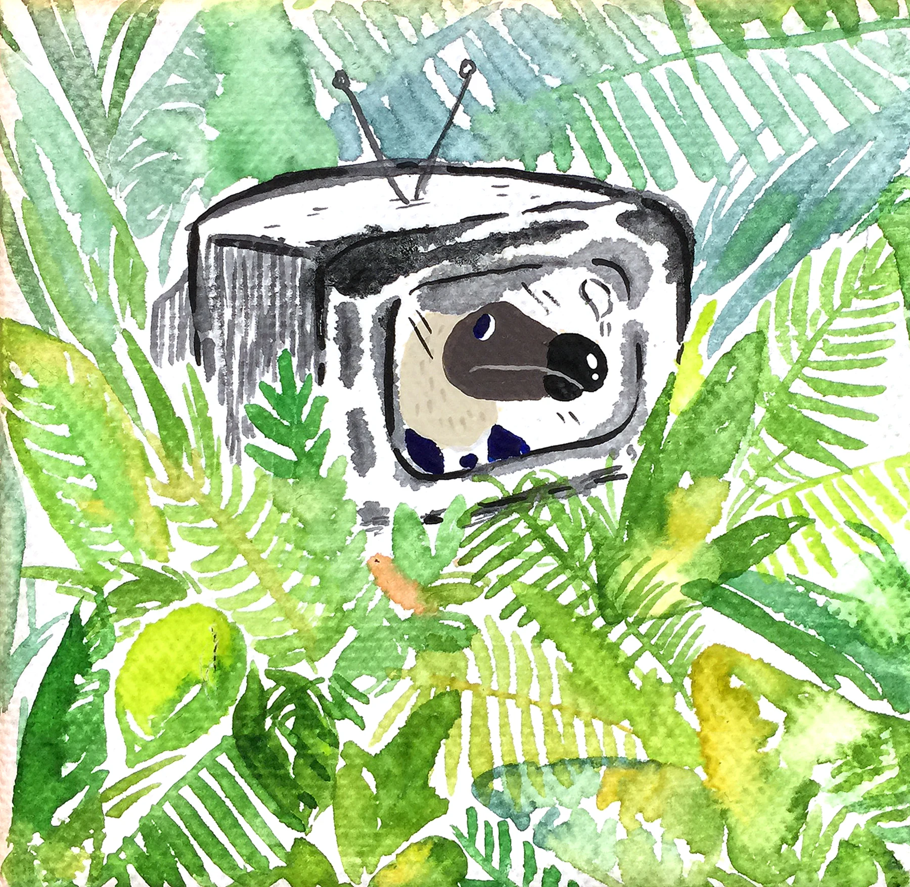 Dodo Tv II
