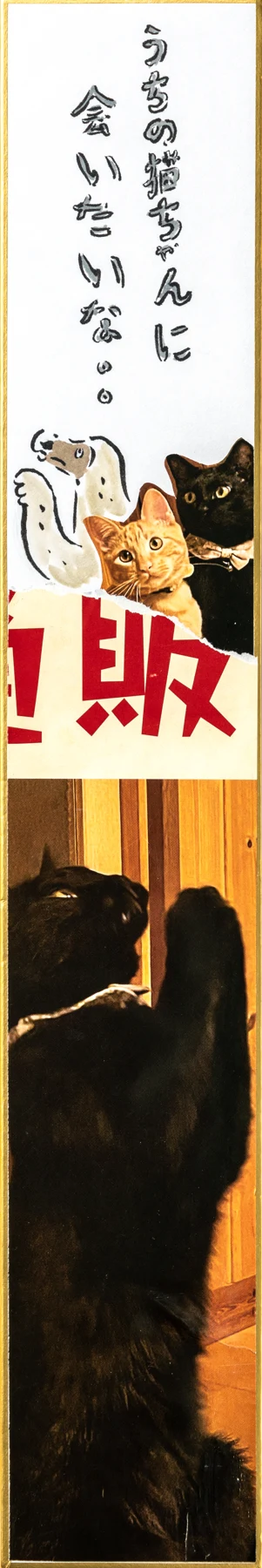 The cat I miss
